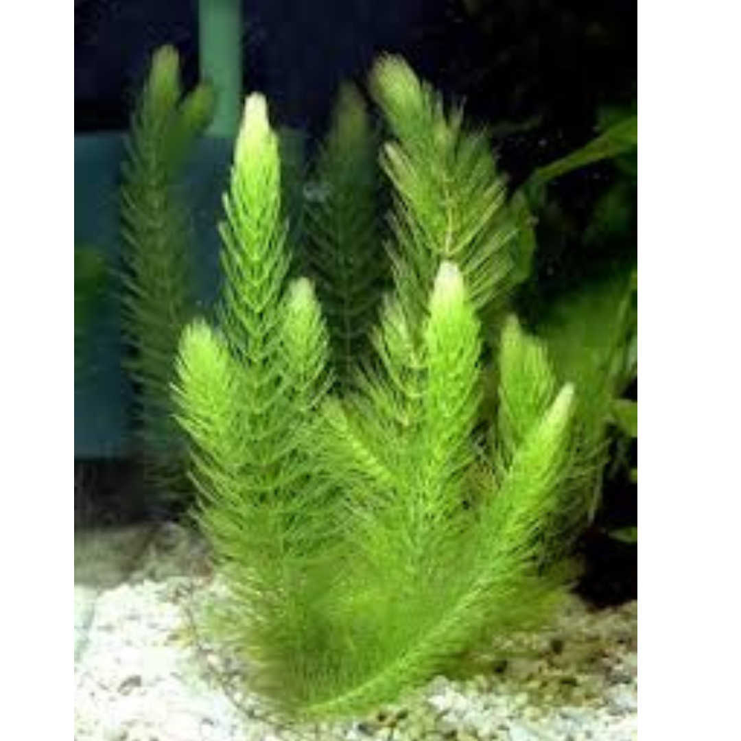 CERATHOPHYLLUM DEMERSUM