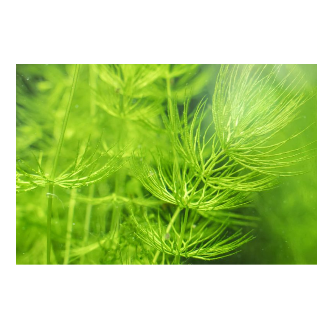 CERATHOPHYLLUM DEMERSUM