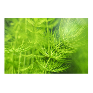CERATHOPHYLLUM DEMERSUM