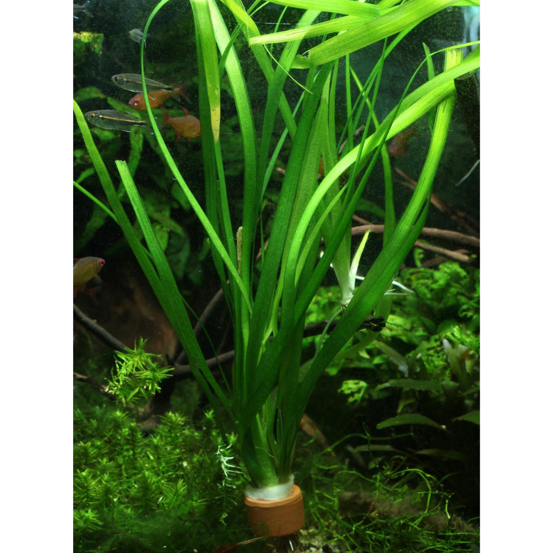 VALLISNERIA GIGANTEA