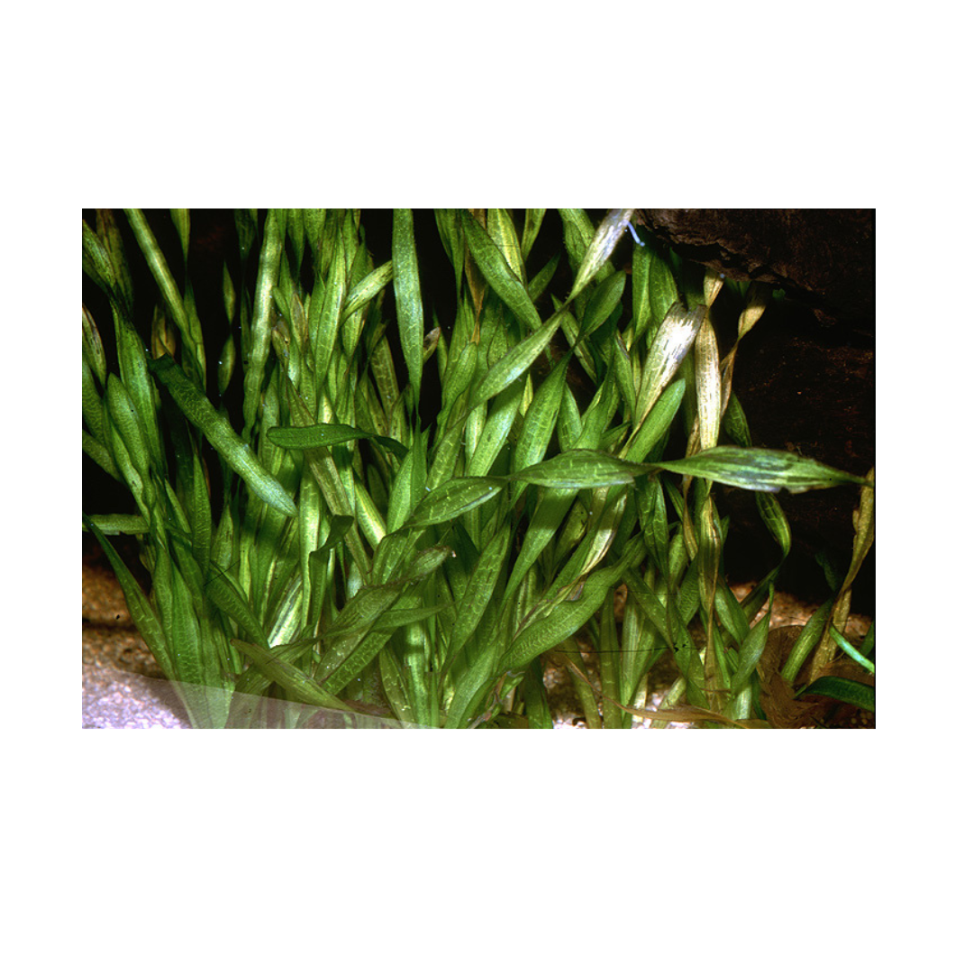 VALLISNERIA SPIRALIS