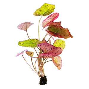 NYMPHEA LOTUS RED