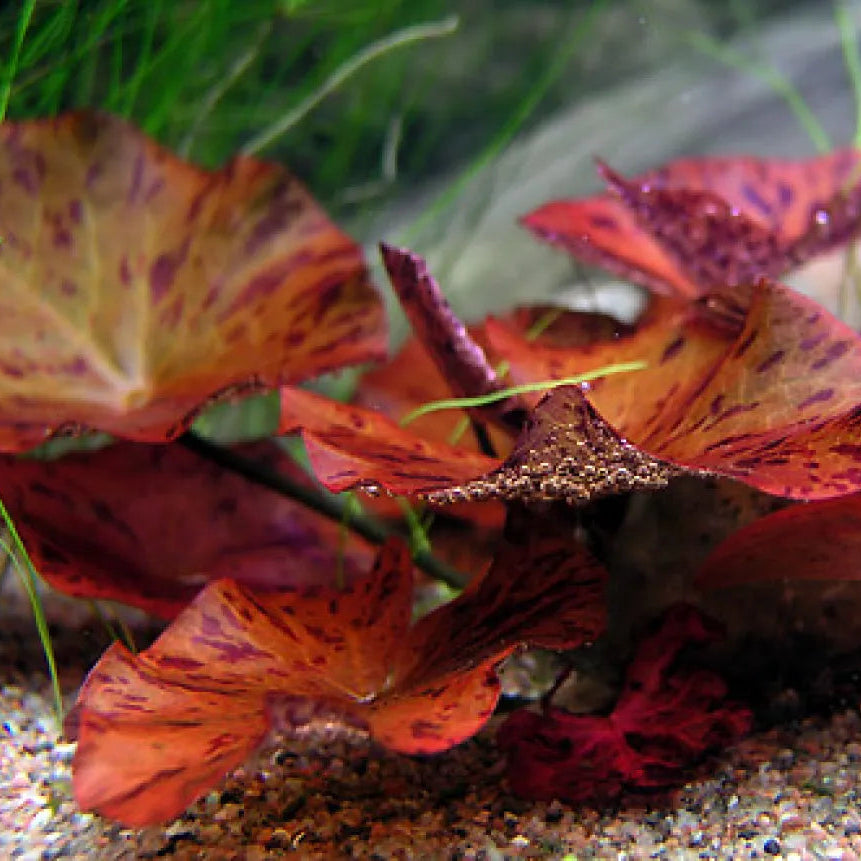 NYMPHEA LOTUS RED