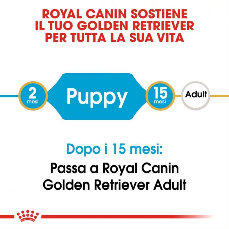 Golden Retriever Puppy  - Crocchette per Cani