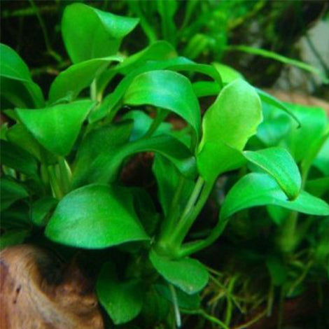 Anubias Barteri Bonsai - Pianta da acquario