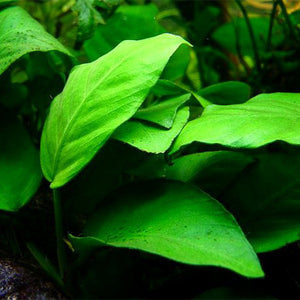 Anubias Barteri Nana - Pianta da acquario