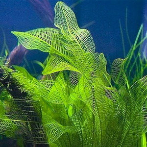 Aponogeton Madagascariensis  - Pianta da acquario