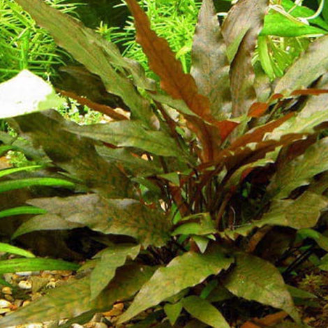 Cryptocorybe becketti virdifolia - Pianta da acquario