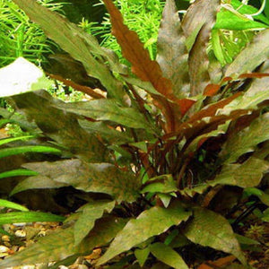 Cryptocorybe becketti virdifolia - Pianta da acquario