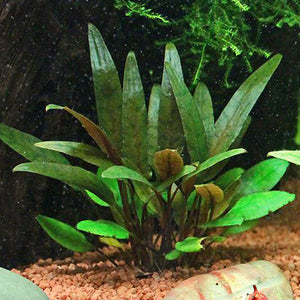 Cryptocoryne Petchii- Pianta da acquario