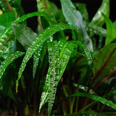Cryptocoryne crispatula balansae - Pianta da acquario