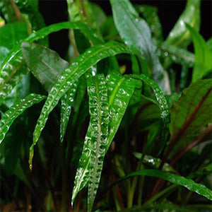 Cryptocoryne crispatula balansae - Pianta da acquario