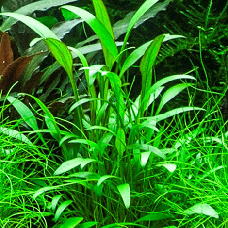 Cryptocoryne nevillii - Pianta da acquario