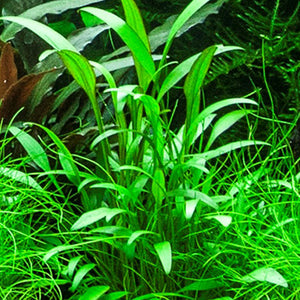 Cryptocoryne nevillii - Pianta da acquario