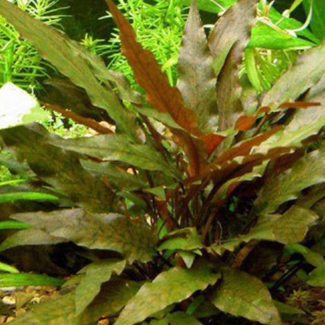 Cryptocoryne undulata - Pianta da acquario