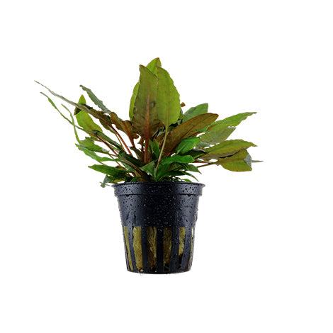 Cryptocoryne wendtii tropica - Pianta da acquario