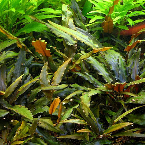 Cryptocoryne wendtii tropica - Pianta da acquario