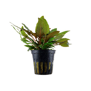Cryptocoryne wendtii tropica - Pianta da acquario