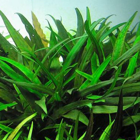 Cryptocoryne x willisi - Pianta da acquario