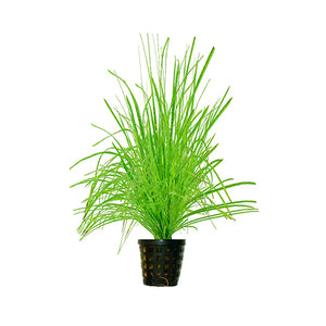 Cyperus Helferi - Pianta da acquario