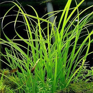 Cyperus Helferi - Pianta da acquario