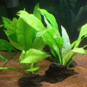 Echinodorus Ozelot Green - Pianta da acquario