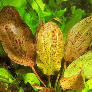 Echinodorus Ozelot red - Pianta da acquario