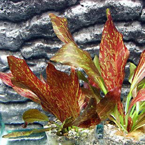 Echinodorus Red Flame - Pianta da acquario