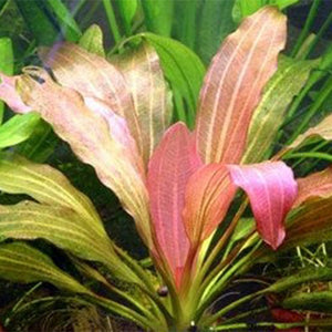 Echinodorus Rosé - Pianta da acquario