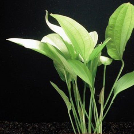Echinodorus Tricolor - Pianta da acquario