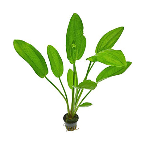 Echinodorus cordifolius - Pianta da acquario