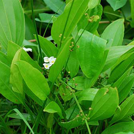 Echinodorus cordifolius - Pianta da acquario