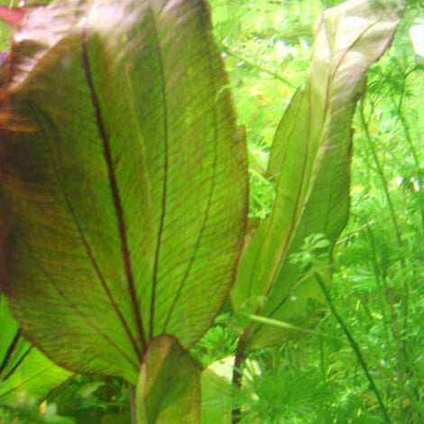 Echinodorus el diablo - Pianta da acquario