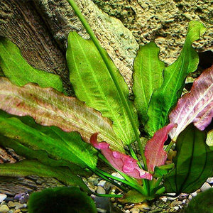 Echinodorus oriental - Pianta da acquario