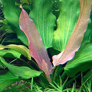 Echinodorus uruguaiensis horemanni - Pianta da acquario