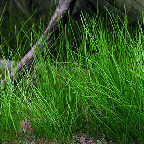 Eleocaris Vivipara - Pianta da acquario