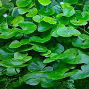 Hydrocotyle leucocephala - Pianta da acquario