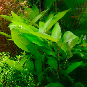 Hygrophila corybosa Siamensis - Pianta da acquario