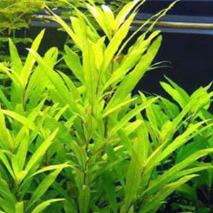 Hygrophila corybosa - Pianta da acquario