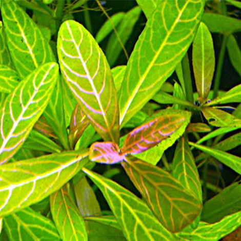 Hygrophila Polysperma Rosanerving - Pianta da acquario