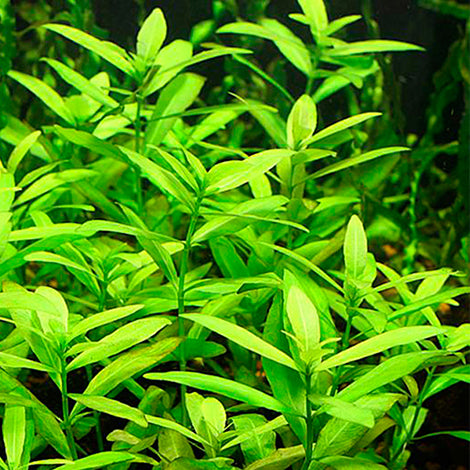 Hygrophila polysperma - Pianta da acquario