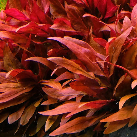 Alternanthera reinekii rosaefolia - Pianta da acquario