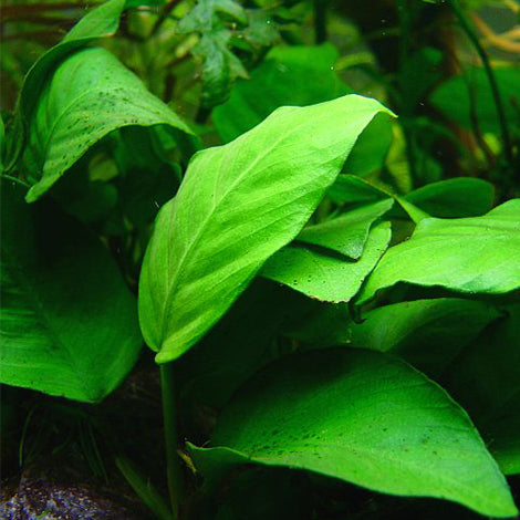 Anubias barteri var barteri- Pianta da acquario