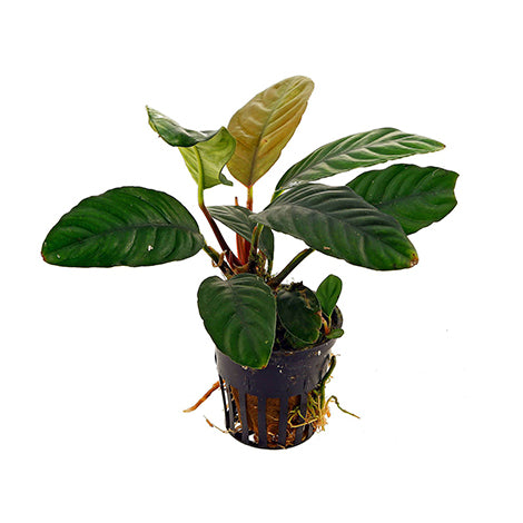 Anubias Barteri Coffeifolia - Pianta da acquario