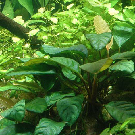 Anubias Barteri Coffeifolia - Pianta da acquario