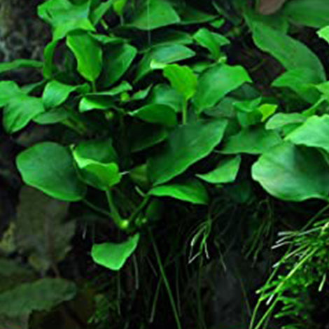 Anubias Petite - Pianta da acquario