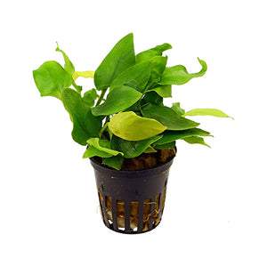 Anubias species nana - Pianta da acquario