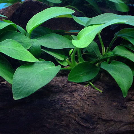 Anubias Broad Leaf - Pianta da acquario