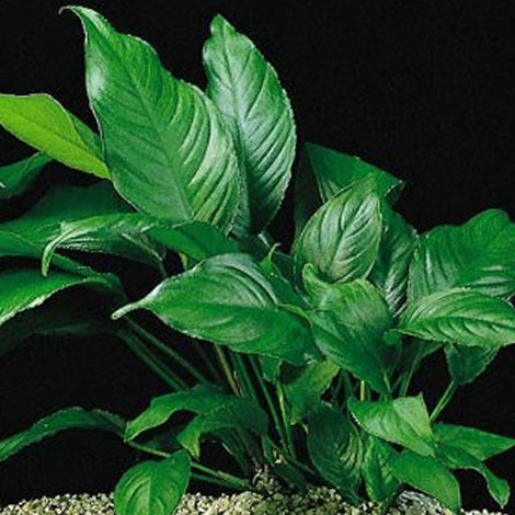 Anubias Heterophylla - Pianta da acquario