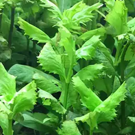 Hygrophila difformis  - Pianta da acquario